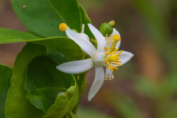 Flor de frutas de bergamota en el árbol —  Fotos de Stock