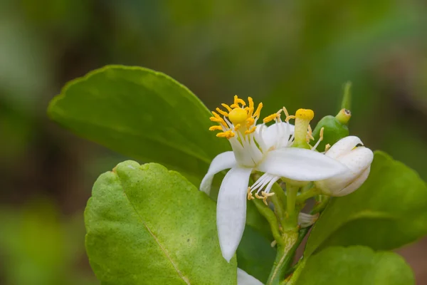 Flor de frutas de bergamota en el árbol — Foto de Stock