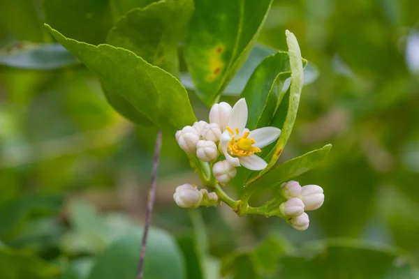 bergamot meyve ağacı üzerinde çiçek