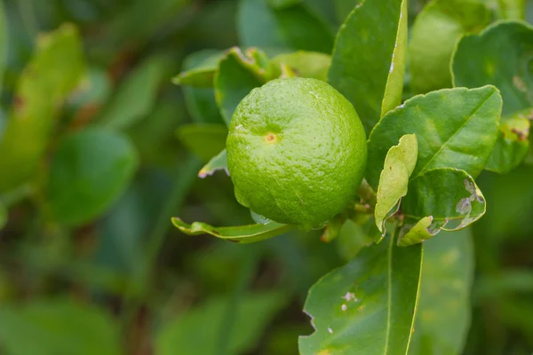 Lime tree with fruits closeup — Stock Photo, Image