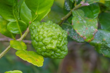 Leech lime or bergamot fruits on tree clipart