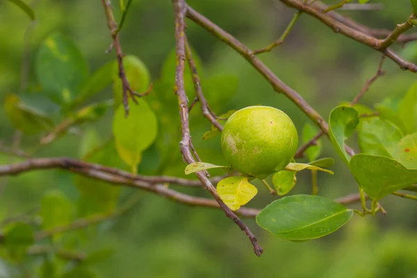 Lime tree with fruits closeup — Stock Photo, Image