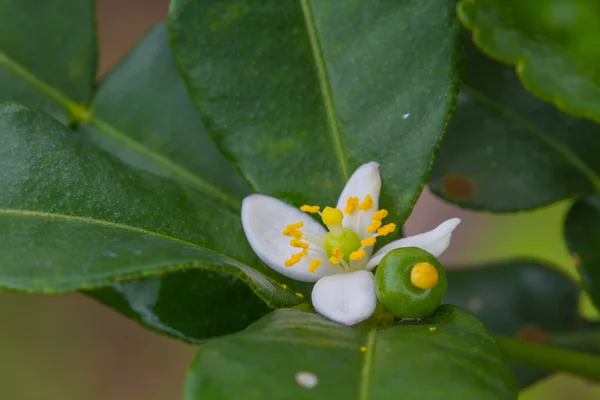 Цветок бергамотных фруктов на дереве — стоковое фото