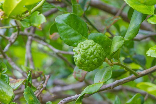 П'явка вапно або бергамот плоди на дереві — стокове фото
