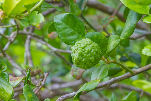 Bloedzuiger kalk of bergamot vruchten op boom — Stockfoto