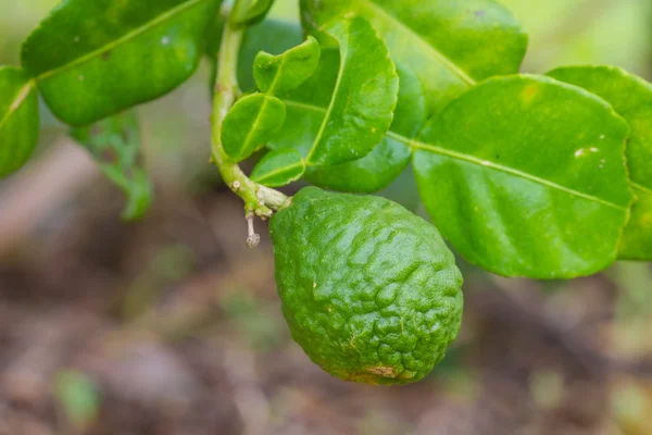 Frutti di limetta o bergamotto su albero — Foto Stock