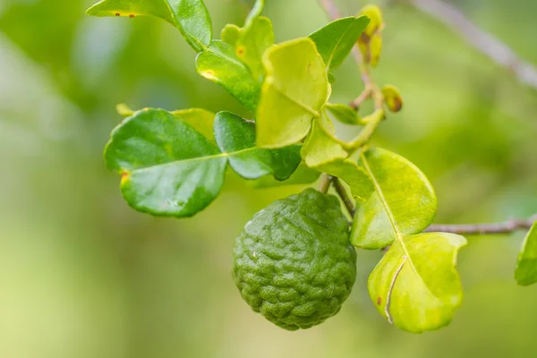 Sanguijuela o frutos de bergamota en el árbol —  Fotos de Stock