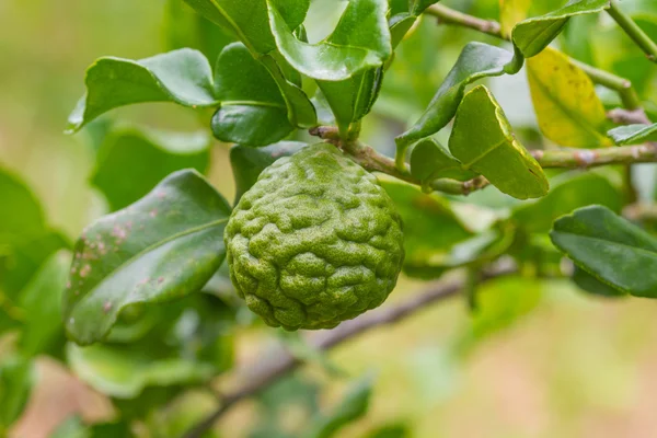 Bloedzuiger kalk of bergamot vruchten op boom — Stockfoto