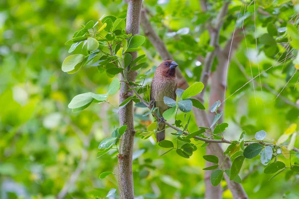 Šupinatá breasted munia nebo strakaté munia — Stock fotografie