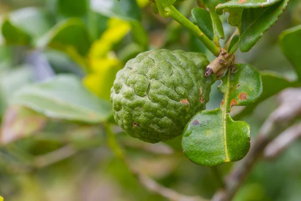 Leech lime or bergamot fruits on tree — Stock Photo, Image