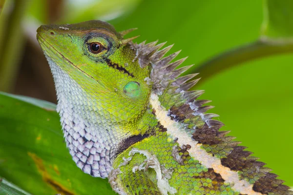 Green crested lizard, black face lizard — Stock Photo, Image