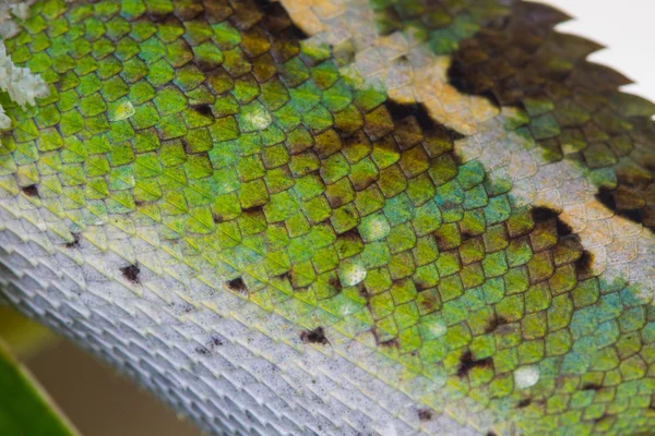 Задрапированная кожа зеленой ящерицы — стоковое фото