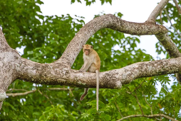 Primer plano Mono en el árbol — Foto de Stock