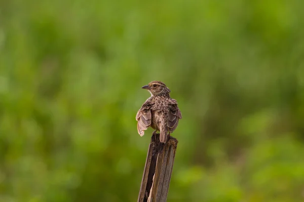 Indočínského Bushlark (Mirafra erythrocephala ) — Stock fotografie