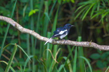 oryantal magpie robin kuş