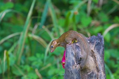 Yaygın treeshrew veya Güney treeshrew