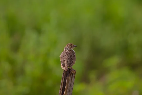 Indočínského Bushlark (Mirafra erythrocephala ) — Stock fotografie