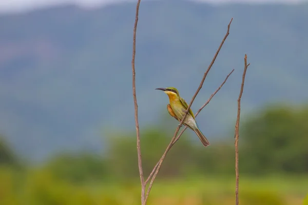 Schöner Vogel Blauschwanzbienenfresser — Stockfoto