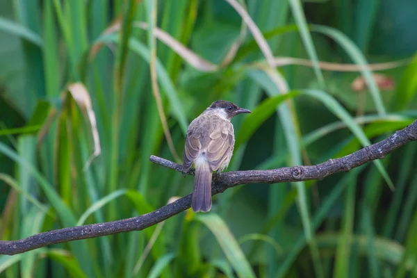 Hermoso pájaro Sooty cabeza Bulbul — Foto de Stock