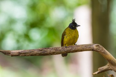 Güzel kuş siyah ince kenarlı Bulbul