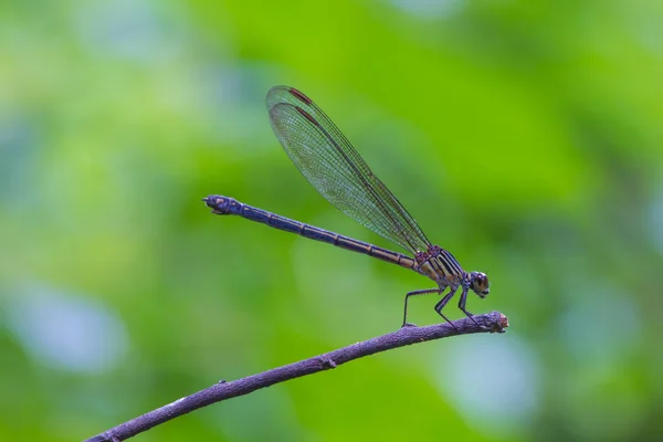 蜻蜓在森林里的树枝上休息 — 图库照片