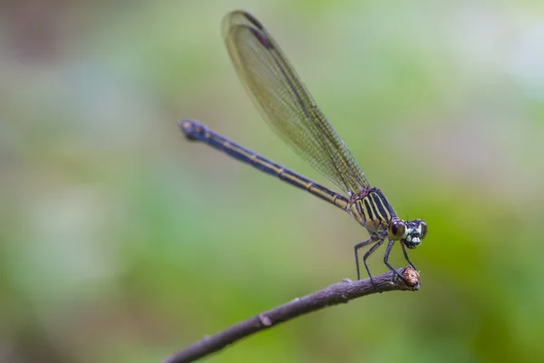 Dragonfly αναπαύεται πάνω σε ένα κλαδί στο δάσος — Φωτογραφία Αρχείου