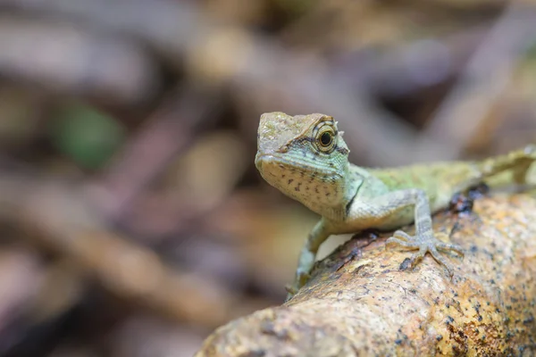 Lagarto de crista verde, lagarto de cara preta — Fotografia de Stock