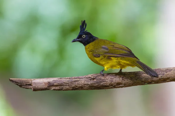 Beautiful bird Black-crested Bulbul — Stock Photo, Image