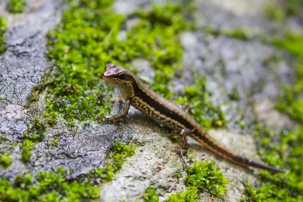 Common Forest Skink in forest — Stock Photo, Image