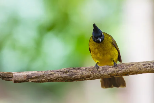 Beautiful bird Black-crested Bulbul — Stock Photo, Image