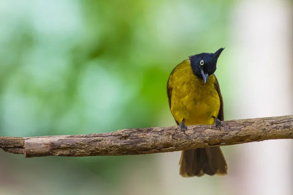 Όμορφο πουλί μαύρο αφρισμένα Bulbul — Φωτογραφία Αρχείου