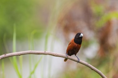 Kestane Munia bir dalda tıraşlama
