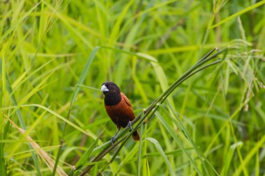 Kestane Munia bir dalda tıraşlama