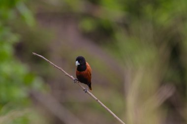 Kestane Munia bir dalda tıraşlama