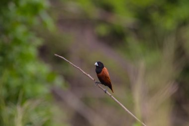 Kestane Munia bir dalda tıraşlama