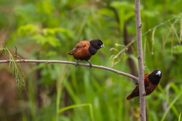 Chestnut Munia perching on a branch — Stock Photo, Image