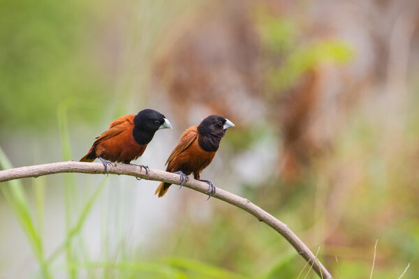 Chestnut Munia perching on a branch