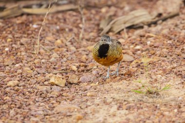 güzel kadın çubuklu buttonquail 