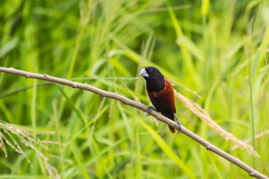Kestane Munia bir dalda tıraşlama