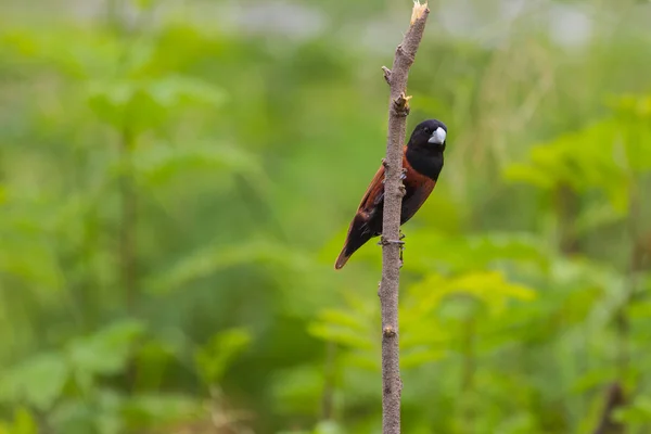 Chestnut Munia perching on a branch — Stock Photo, Image