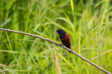 Kestane Munia bir dalda tıraşlama