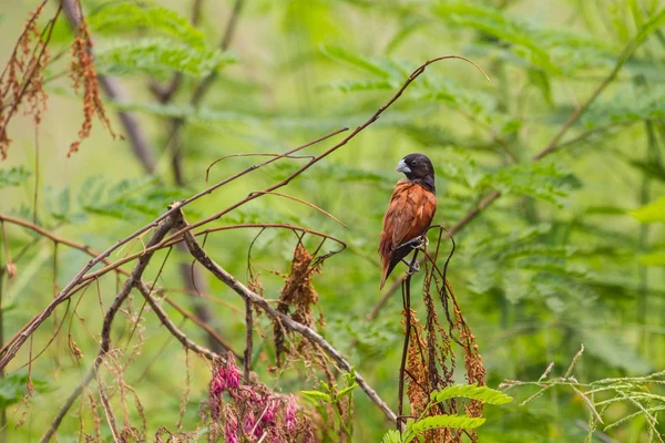 Châtain Munia perché sur une branche — Photo