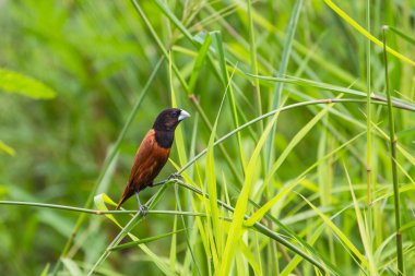 Kestane Munia bir dalda tıraşlama