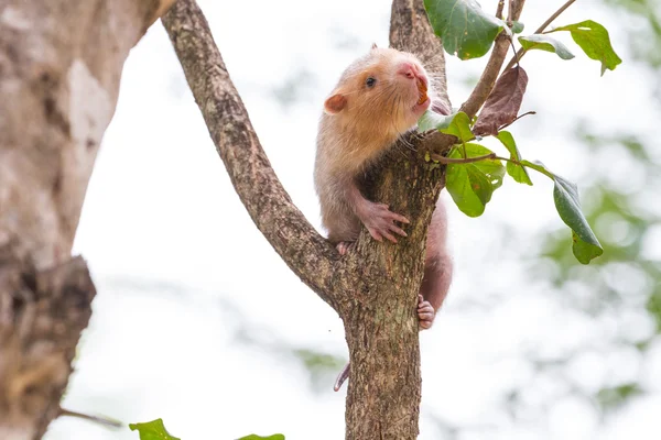 Pequeña rata de bambú en la naturaleza — Foto de Stock