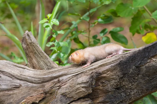 Малая бамбуковая крыса в природе — стоковое фото