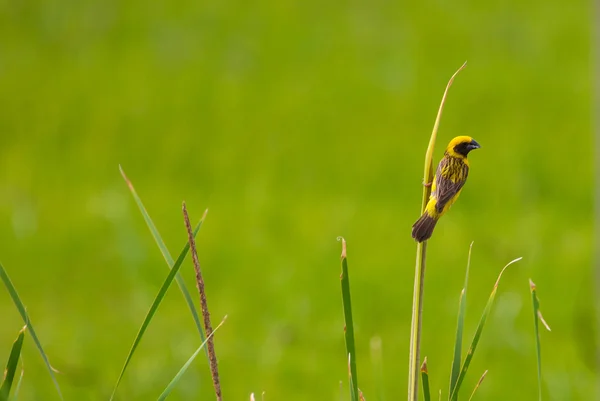 Asian Golden Weaver in nature background — Stock Photo, Image