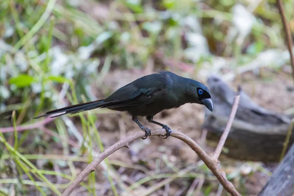 Treepie dalla coda a racchetta. (Crypsirina temia ) — Foto Stock