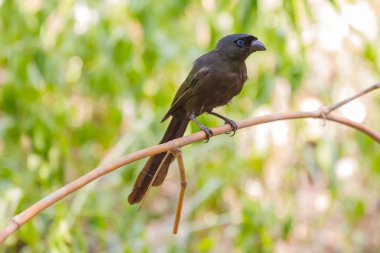 Raket kuyruklu Treepie. (Crypsirina temia)
