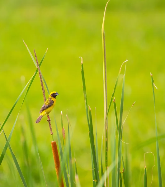 Asian Golden Weaver in nature background — Stock Photo, Image