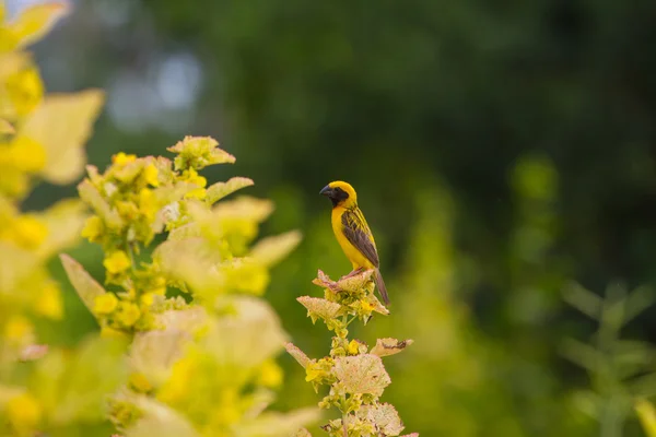 Asiatique doré tisserand dans nature arrière-plan — Photo